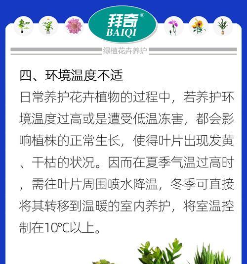 黑魔术植物叶子发黄是什么原因？