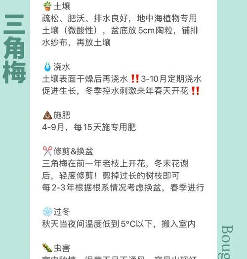 三角梅苗圃盆景的正确养护方法是什么？