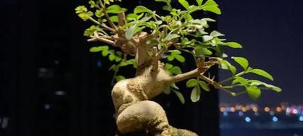 白蜡老桩栽培要点是什么？如何栽培白蜡老桩？