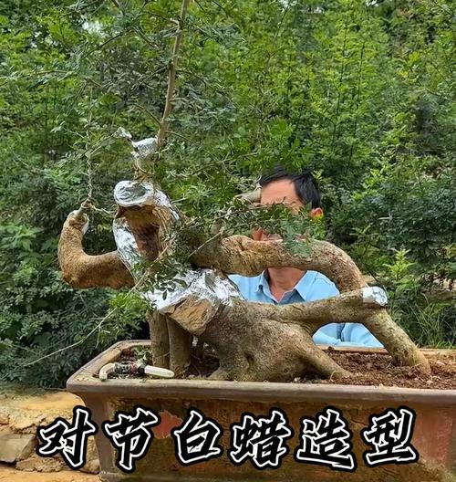 白蜡老桩栽培要点是什么？如何栽培白蜡老桩？