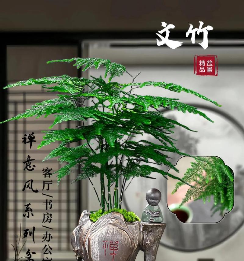 文竹植物君子兰的正确养护方法是什么？如何培养健康的文竹君子兰？