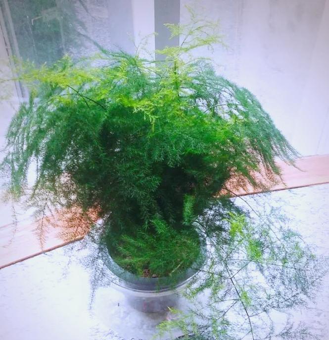 文竹植物君子兰的正确养护方法是什么？如何培养健康的文竹君子兰？