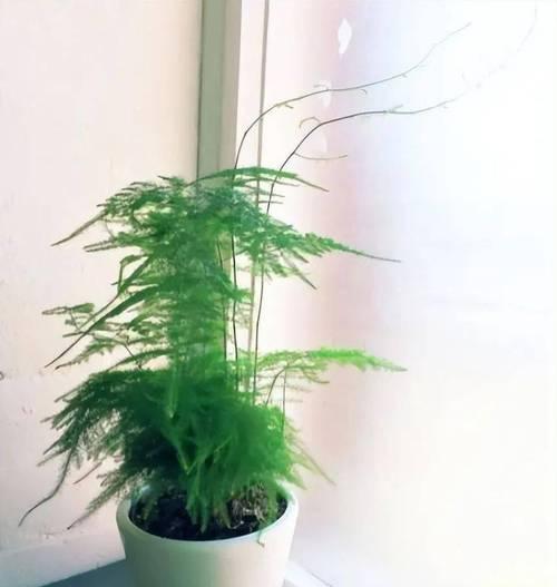 文竹植物君子兰的正确养护方法是什么？如何培养健康的文竹君子兰？