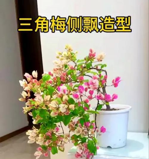 三角梅圆形造型如何改造？有哪些技巧？