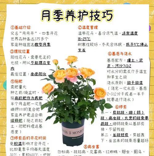 月季壮根系的养护技巧是什么？