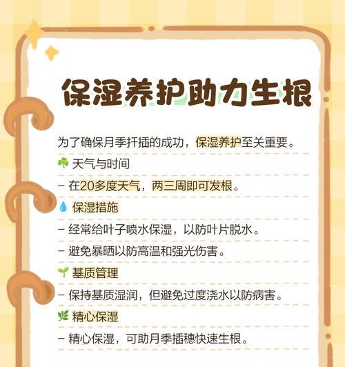 月季壮根系的养护技巧是什么？