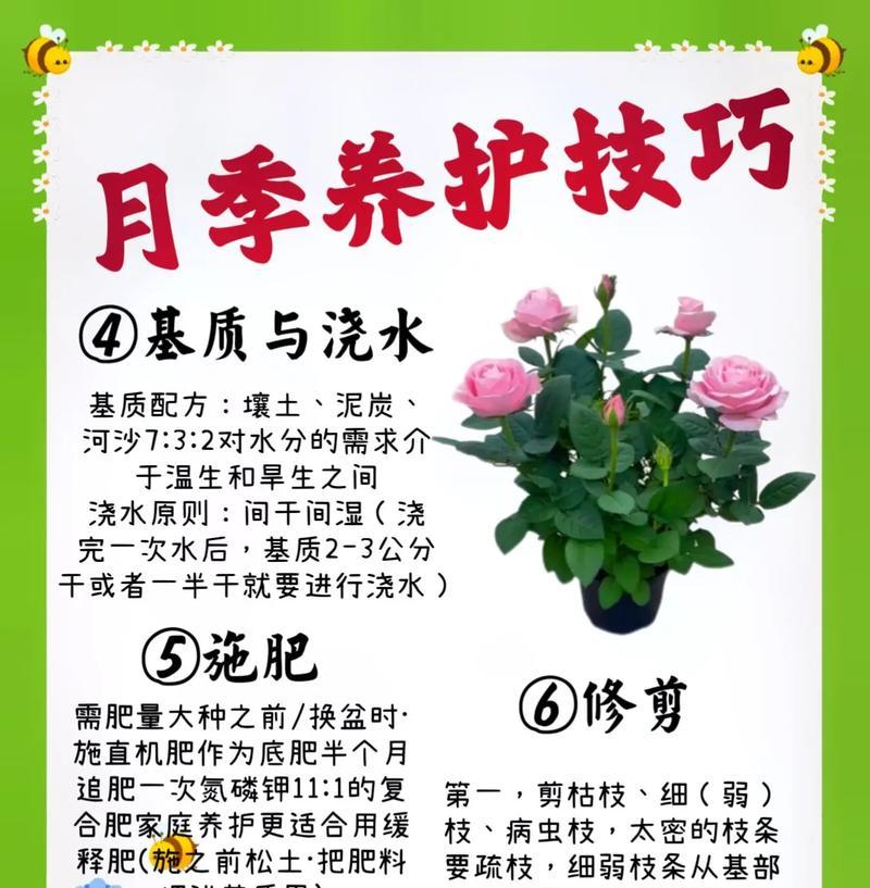 月季壮根系的养护技巧是什么？