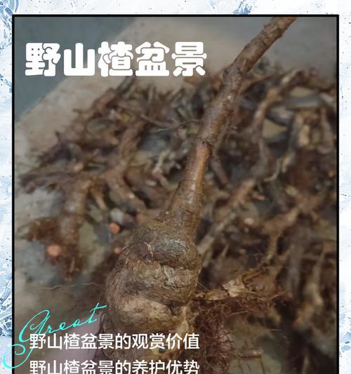 秋天如何正确养护山楂盆景？