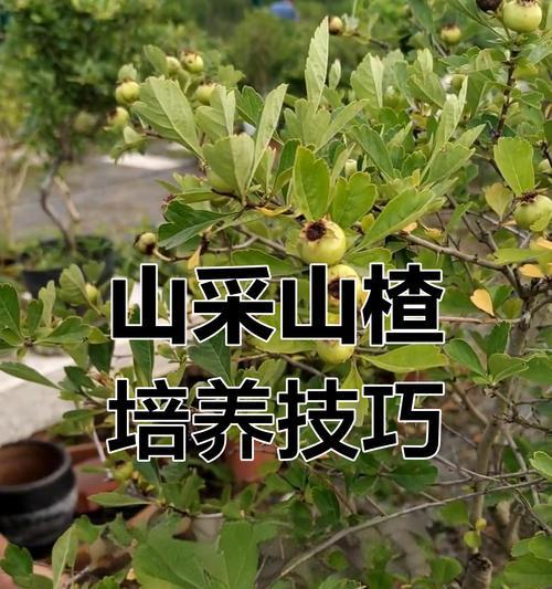 秋天如何正确养护山楂盆景？