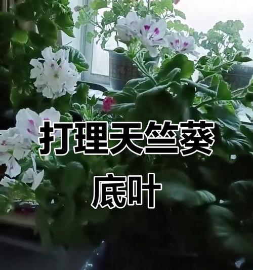 天竺葵叶子细长怎么办？如何处理天竺葵的细长叶子？