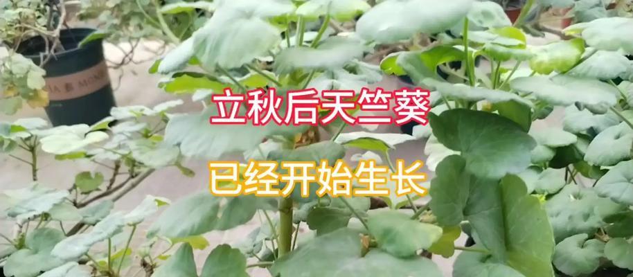 天竺葵叶子细长怎么办？如何处理天竺葵的细长叶子？