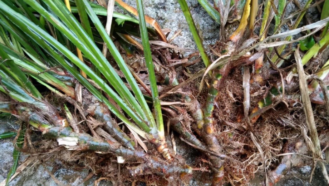 河沙种植石菖蒲盆景的方法？需要注意什么？