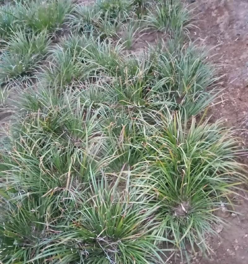 河沙种植石菖蒲盆景的方法？需要注意什么？