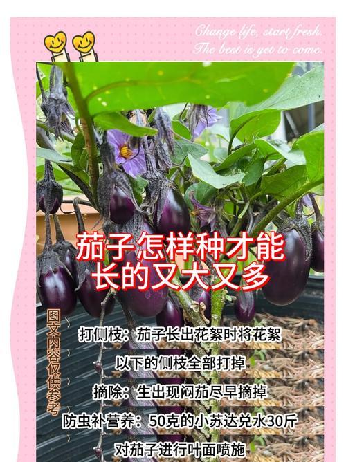 茄子栽培技术要点及常见问题解答？