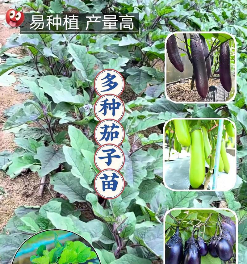 茄子栽培技术要点及常见问题解答？