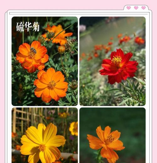野外播种的花卉有哪些？它们的名字是什么？