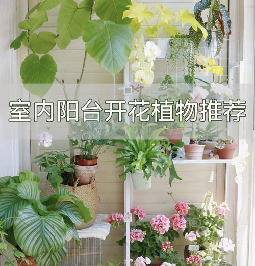天竺葵再次开花怎么办？如何进行后续养护？