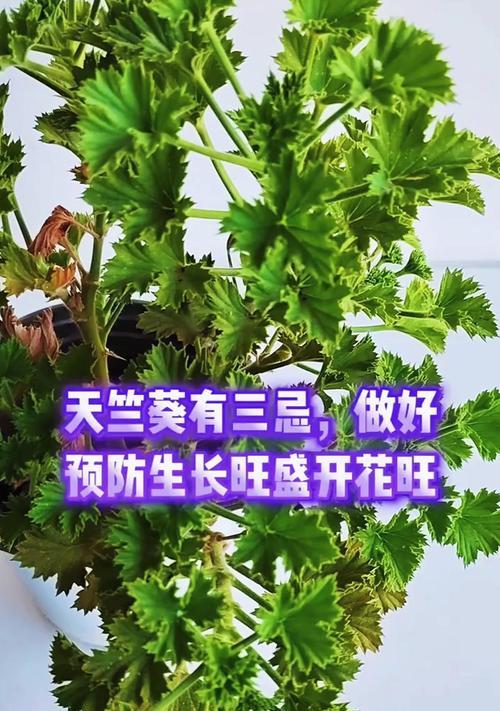 天竺葵再次开花怎么办？如何进行后续养护？