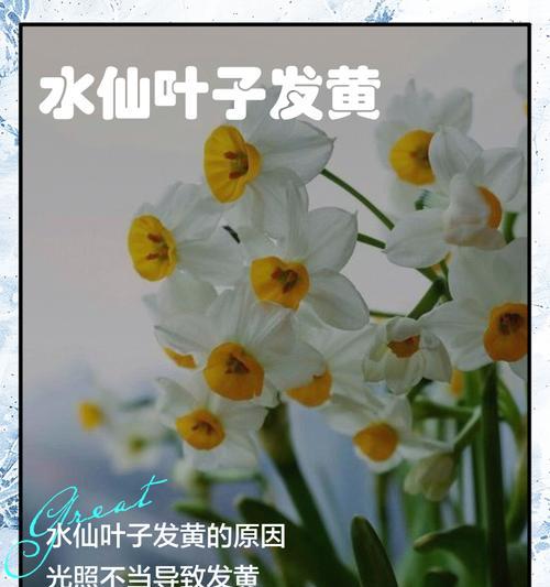 水仙叶子发黄该如何补救？