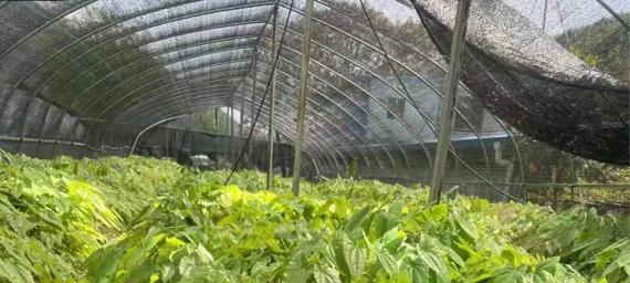 淫羊藿的栽培技术有哪些？怎样才能成功种植？