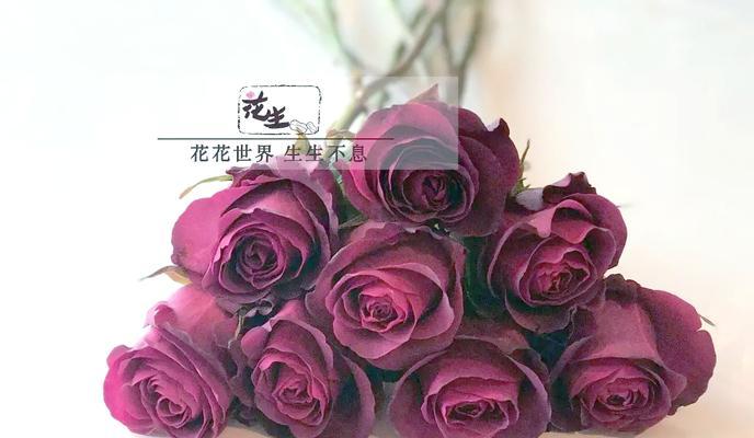 如何自制保鲜剂养花肥料？自制肥料的简单方法和好处是什么？