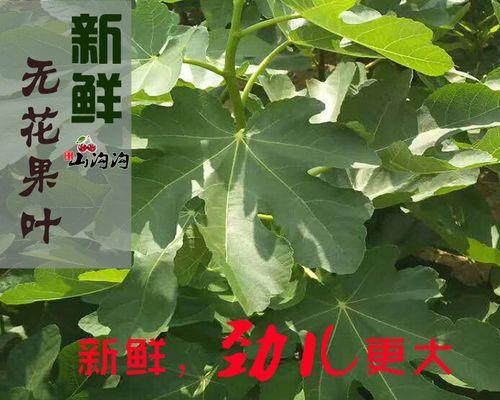 无花果树叶子黄斑？找到原因并解决！