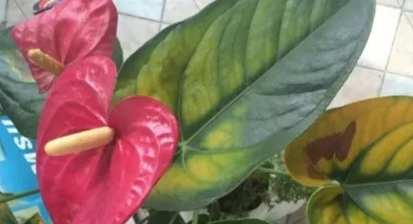无花果树叶子黄斑？找到原因并解决！