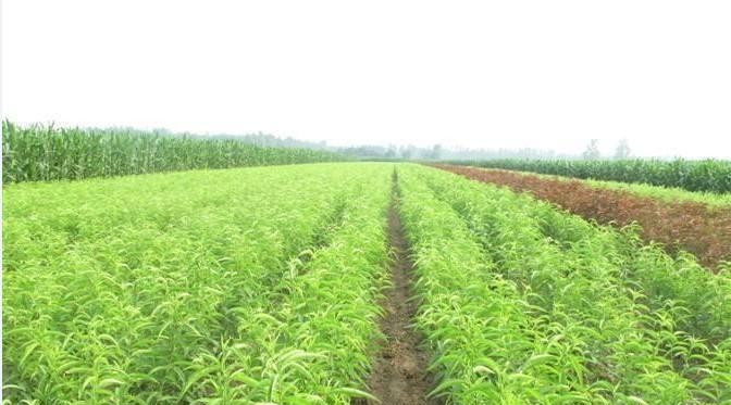 桃花树苗栽培的关键技术是什么？