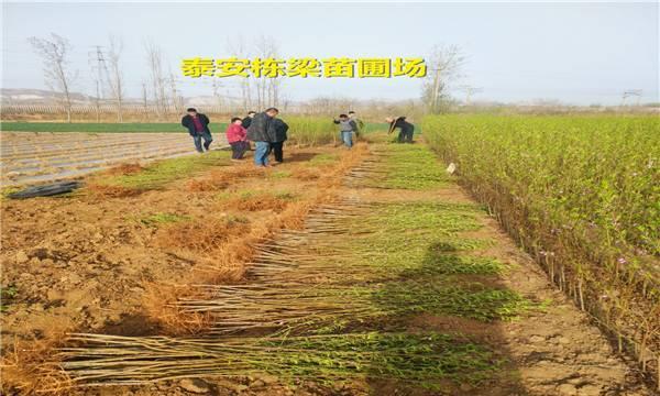 桃花树苗栽培的关键技术是什么？