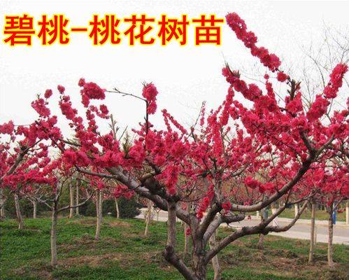桃花树苗栽培的关键技术是什么？
