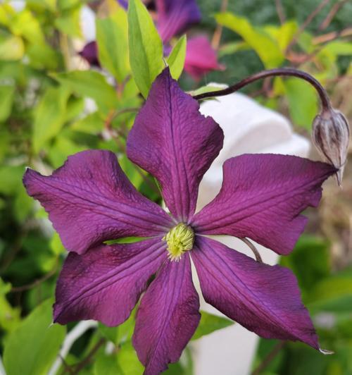华川铁线莲的种植技巧有哪些？华川铁线莲的养护方法是什么？