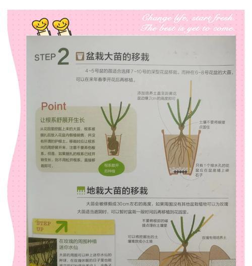 如何判断月季是否需要浇水？