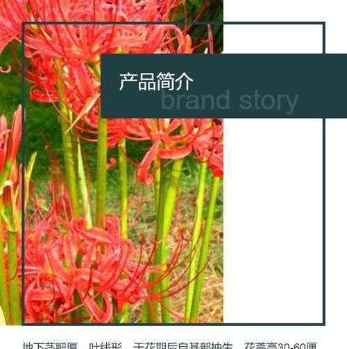 石蒜叶子发黄的原因及解决办法是什么？