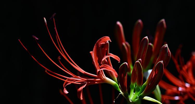 石蒜叶子发黄的原因及解决办法是什么？