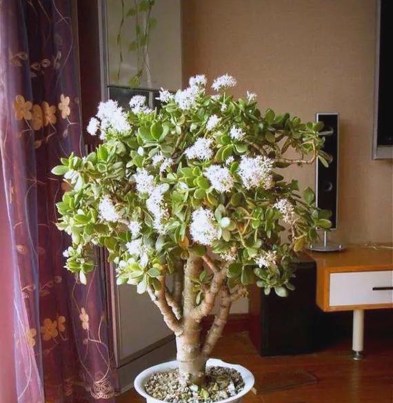 玉树开花时正确的浇水方法是什么？如何避免浇水不当？