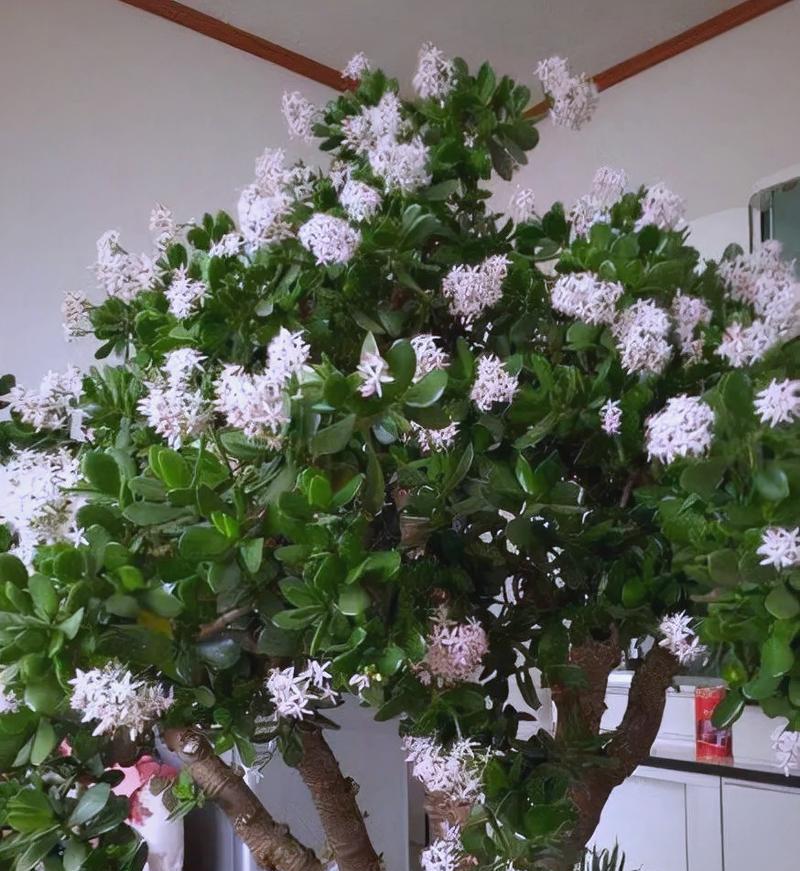 玉树开花时正确的浇水方法是什么？如何避免浇水不当？
