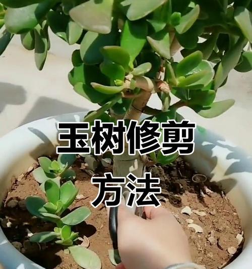 玉树开花时正确的浇水方法是什么？如何避免浇水不当？