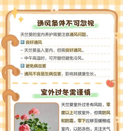 天竺葵在家如何养护？养好天竺葵的秘诀是什么？