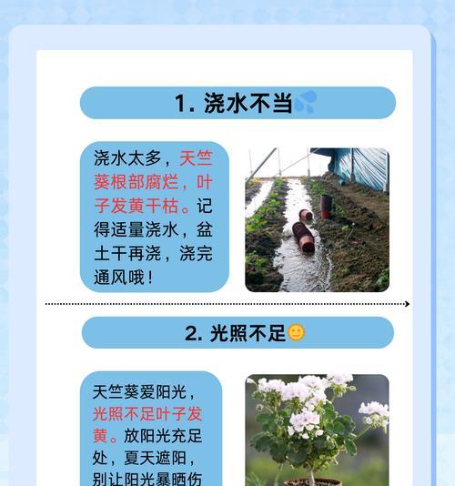天竺葵在家如何养护？养好天竺葵的秘诀是什么？