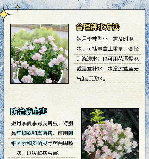 月季擦枝养护技巧是什么？