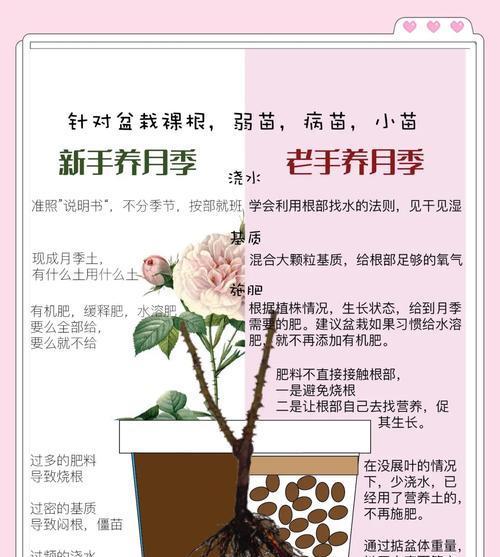 月季擦枝养护技巧是什么？