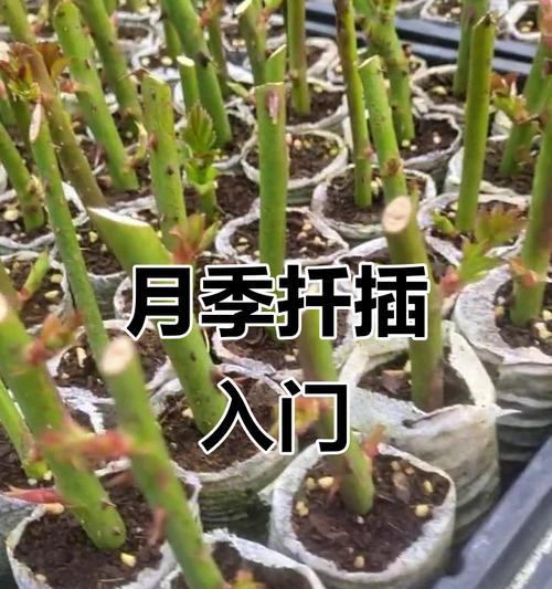 月季擦枝养护技巧是什么？