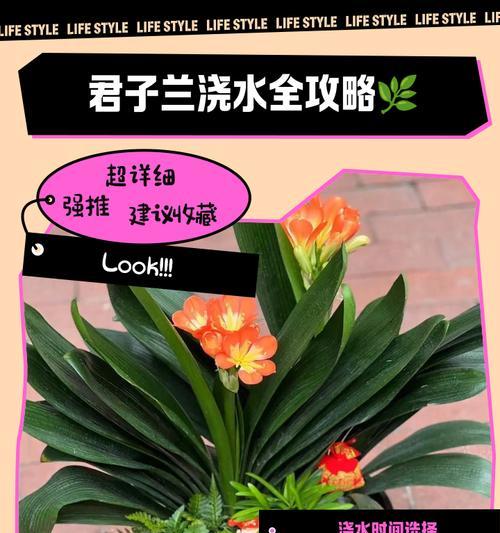 君子兰配点什么水浇出来松软？最佳的浇水方法是什么？