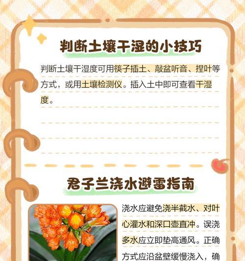 君子兰配点什么水浇出来松软？最佳的浇水方法是什么？