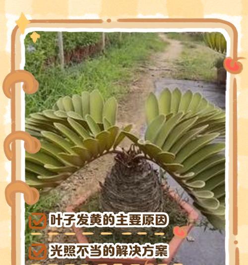 盆景铁树叶子发黄如何补救？
