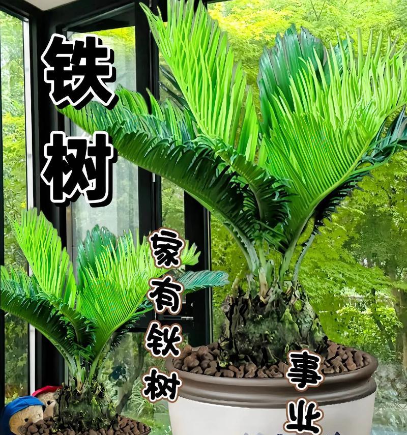 盆景铁树叶子发黄如何补救？