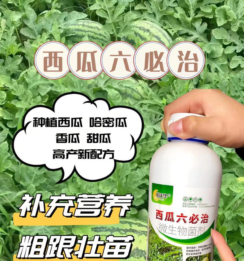大鹏西瓜的栽培技术有哪些？大鹏西瓜栽培的关键步骤是什么？