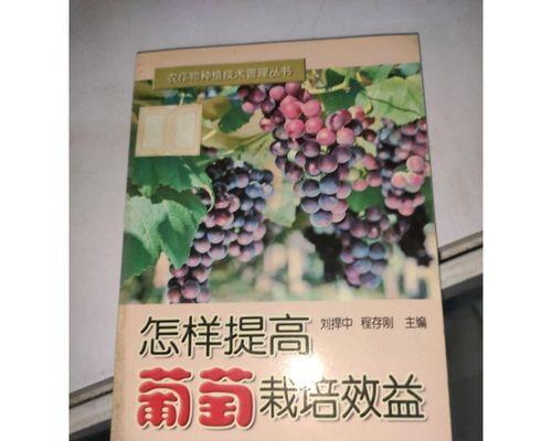 葡萄多干栽培技术要点是什么？如何实施？