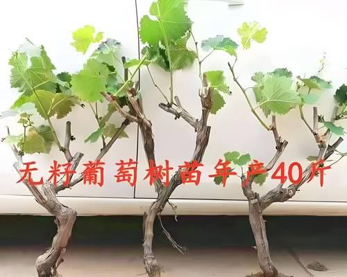葡萄多干栽培技术要点是什么？如何实施？