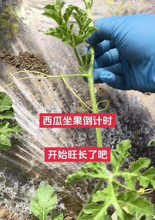 西瓜坐果后如何正确浇水？最佳浇水时间是什么时候？